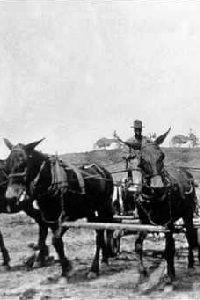 Muleskinner