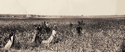 cotton